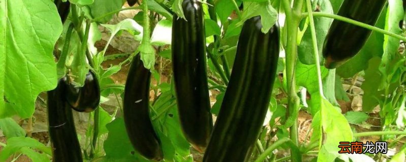 阳台茄子的种植方法