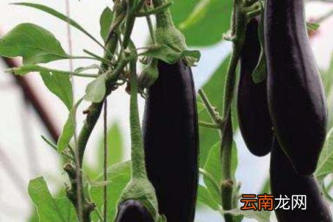阳台茄子的种植方法