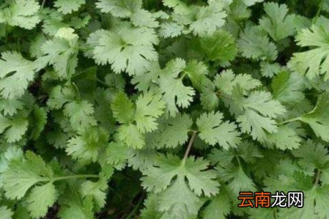 香菜徒长了怎么补救