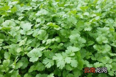 香菜徒长了怎么补救