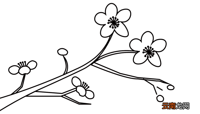 梅花配图简笔画 梅花配图简笔画怎么画