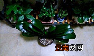 花盆太深底下放什么 一般用树皮，石头都可以