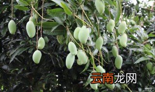 芒果树叶面喷洒多效唑的使用方法 如何使用多效唑
