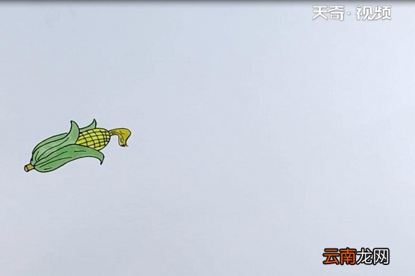 玉米简笔画