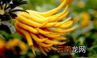 佛手的功效与作用及食用方法 你清楚了吗