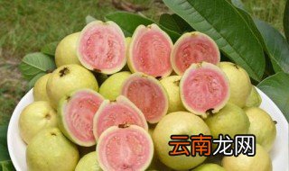 吃番石榴的功效与作用 适当吃还是有好处的