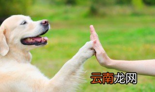 高铁怎么带宠物 高铁如何带宠物