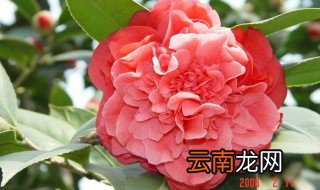 红茶花养殖方法 六点内容分享