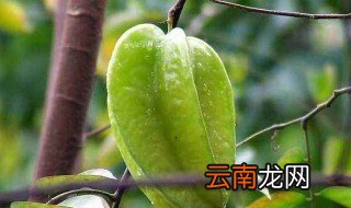 杨桃种植技术 原来是这样种植的