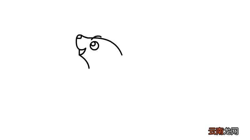 小海豹简笔画的画法小海豹简笔画的步骤