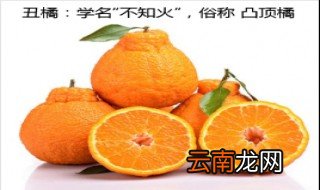 丑柑的功效与作用 丑柑功效