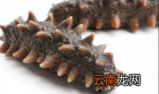 海参的功效与作用及营养价值 海参的功效与作用及营养价值是什么