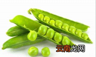 白豌豆营养价值及功效与作用 有哪些好处
