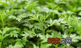 艾叶内服功效与作用 艾叶性质