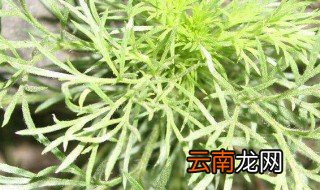 白蒿的功效与作用 白蒿的功效与作用是什么