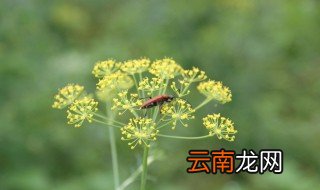 有机茴香功效与作用 一起了解一下吧