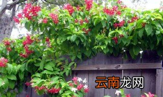 爬藤花卉有哪些 品种的介绍