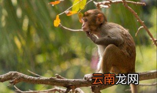 保护动物的宣传语 大家可以了解一下