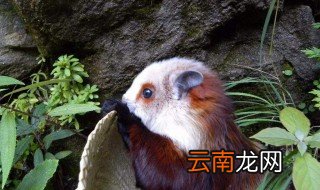 寒号鸟的拼音 下面就告诉大家