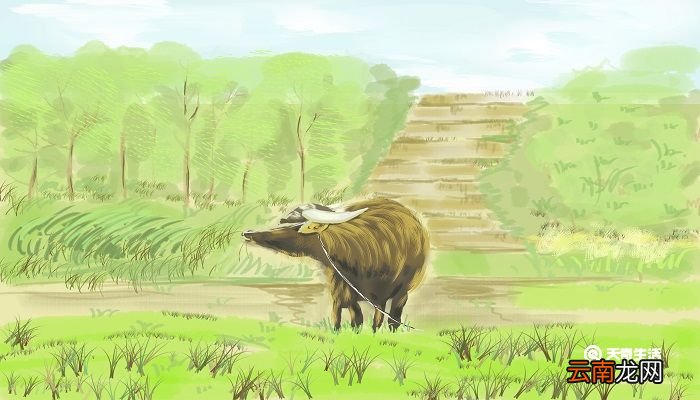 目无全牛是形容什么 目无全牛的意思