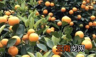 四季桔功效与作用 这些功效你知道多少