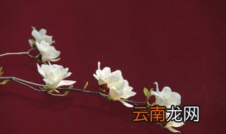 玉兰花是什么 玉兰花的作用功效