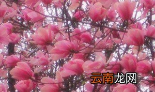 辛夷花的性味与功效 一起来看看
