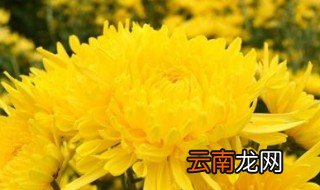 金丝香的功效与作用 金丝香的作用盘点