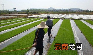 秧苗的拼音 可以怎么造句呢