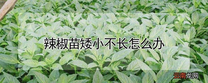 辣椒苗矮小不长怎么办