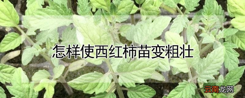 怎样使西红柿苗变粗壮