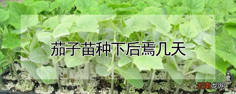 茄子苗种下后焉几天