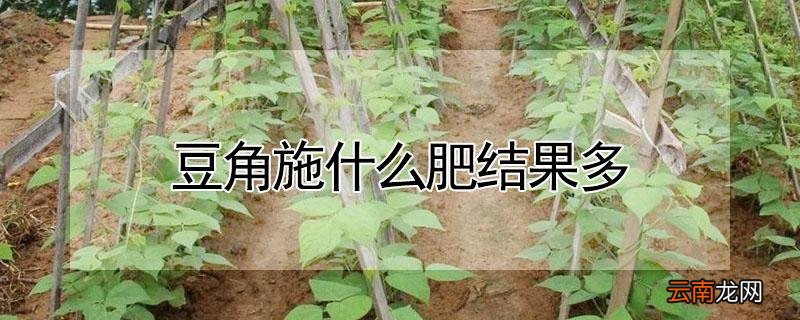 豆角施什么肥结果多