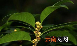 桂花树最怕浇什么水 谁知道