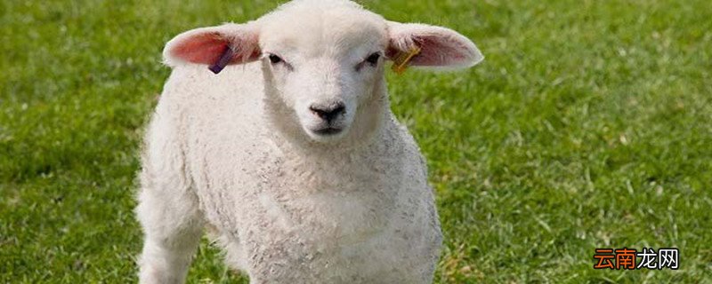 pashmina是什么面料 pashm是什么面料成分