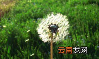 蒲公英有什么功用与功效 蒲公英的功效介绍