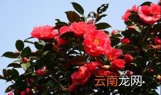 茶花泡水的作用与功效 茶花泡水的作用与功效简述