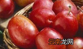 李子的功效和作用孕妇 孕妇吃李子的好处