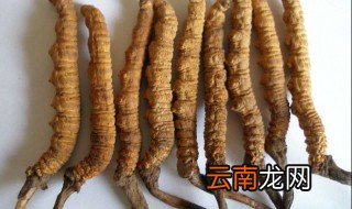 冬虫夏草的作用和用途 冬虫夏草的功效和用途