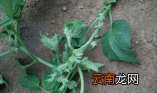 西红柿的叶子什么作用与功效 西红柿的叶子作用与功效一招让你知道