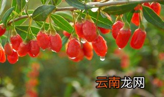 枸杞功效与作用 枸杞功效与作用简述
