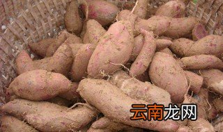茶叶红薯怎样放不烂 正确的方法