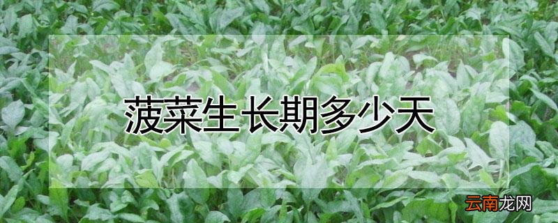 菠菜生长期多少天