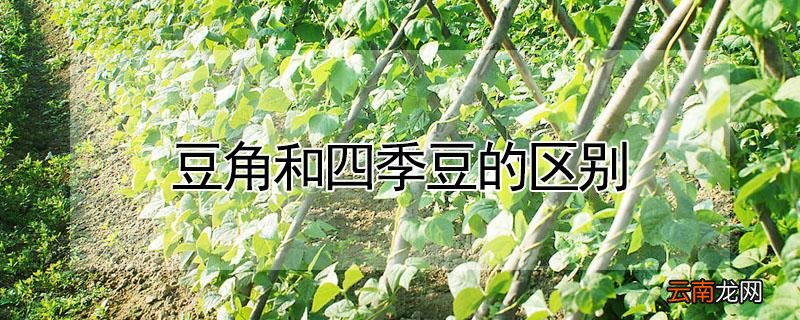 豆角和四季豆的区别