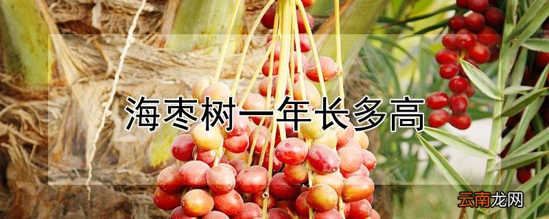 海枣树一年长多高