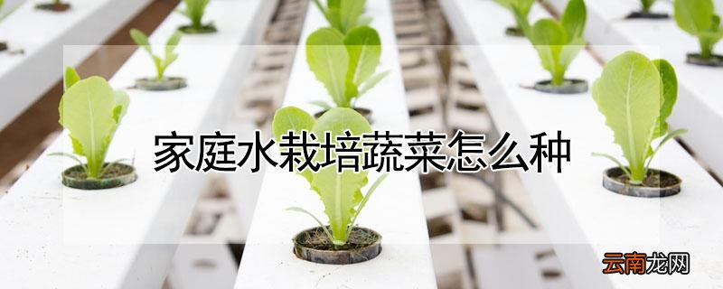 家庭水栽培蔬菜怎么种