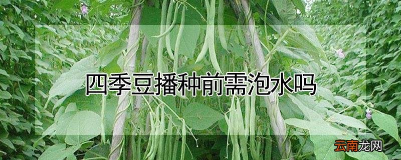 四季豆播种前需泡水吗