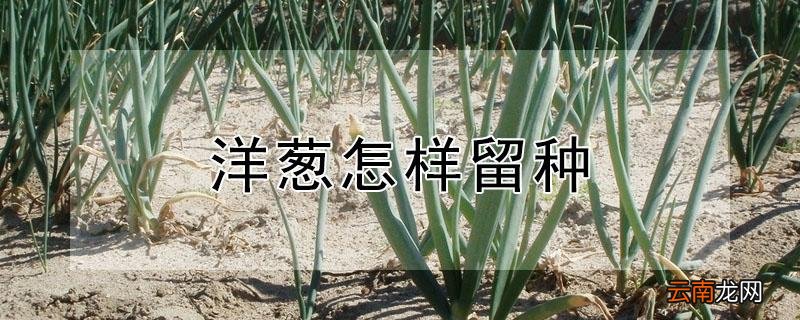 洋葱怎样留种