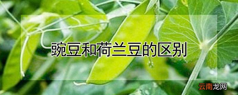豌豆和荷兰豆的区别