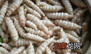 螺丝菜酱制作方法 怎么腌制螺丝菜